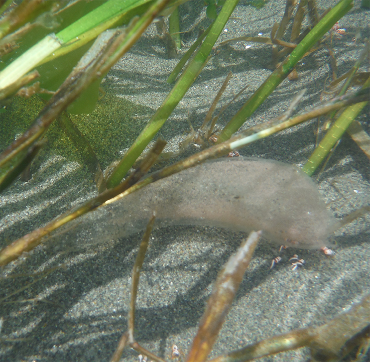 多摩川河口域における生物多様性環境検討