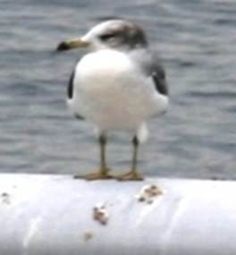 ウミネコ